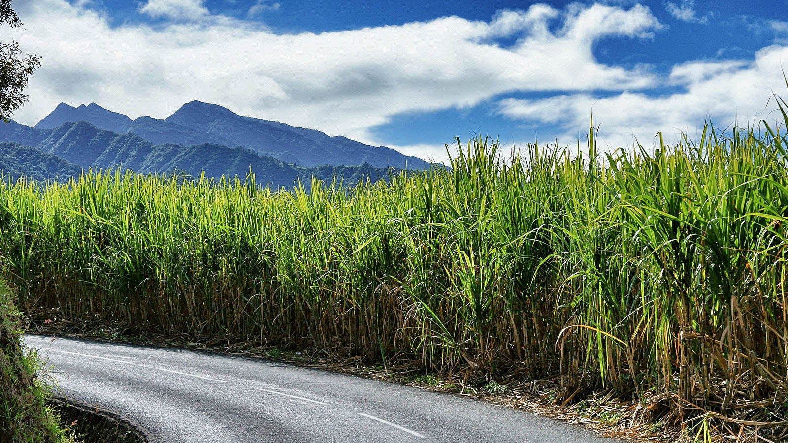 Сахарный тростник в австралии. Сахарный тростник новая Гвинея. Сахарный тростник в Бразилии. Плантации сахарного тростника. Монако сахарный тростник.