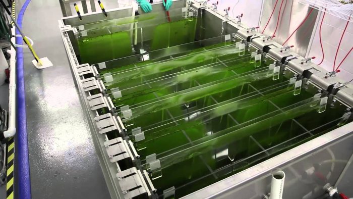 Les algues : le futur de l'énergie et des technologies environnementales ?