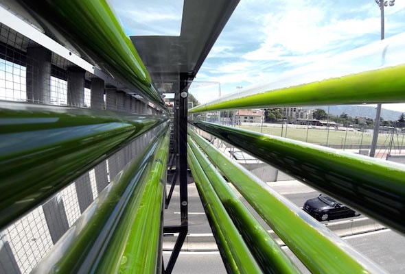 Les algues : le futur de l'énergie et des technologies environnementales ?