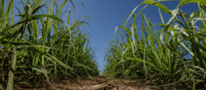 bagasse_albioma-bresil