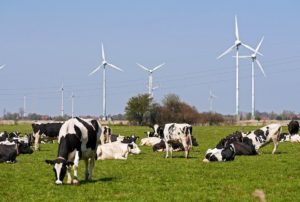 Une industrie laitière bas carbone