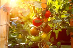 agriculture-urbaine