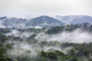La forêt amazonienne brûle, les responsables politiques s’écharpent