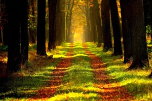 conseil-defense-ecologique