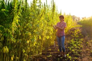 CBD et Chanvre, énergie durable