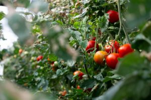 Tomates-bio-serre-gaz-fioul-production