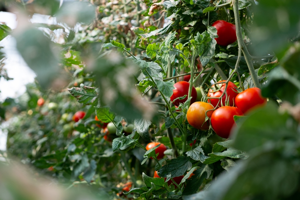 Tomates-bio-serre-gaz-fioul-production