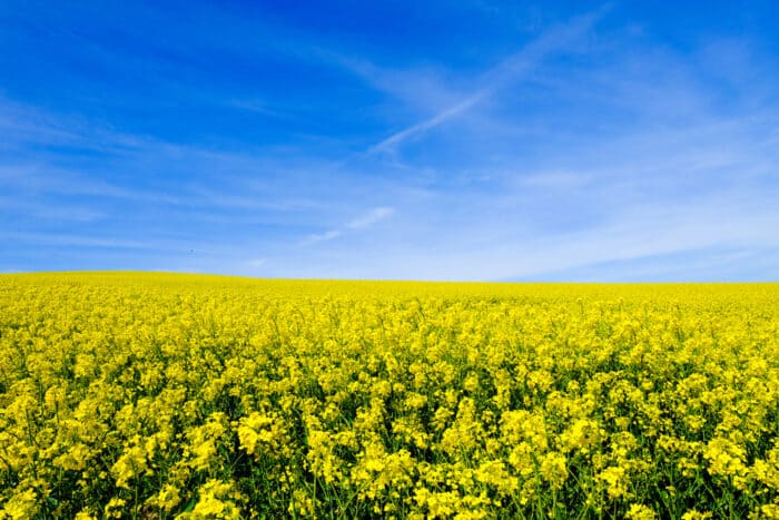 EDF mise 800 millions sur une centrale au colza en Corse : révolution ou illusion ?