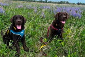 Chiens Combattre Especes Envahissantes Solution Prometteuse Reserves Naturelles