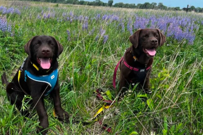 Chiens Combattre Especes Envahissantes Solution Prometteuse Reserves Naturelles