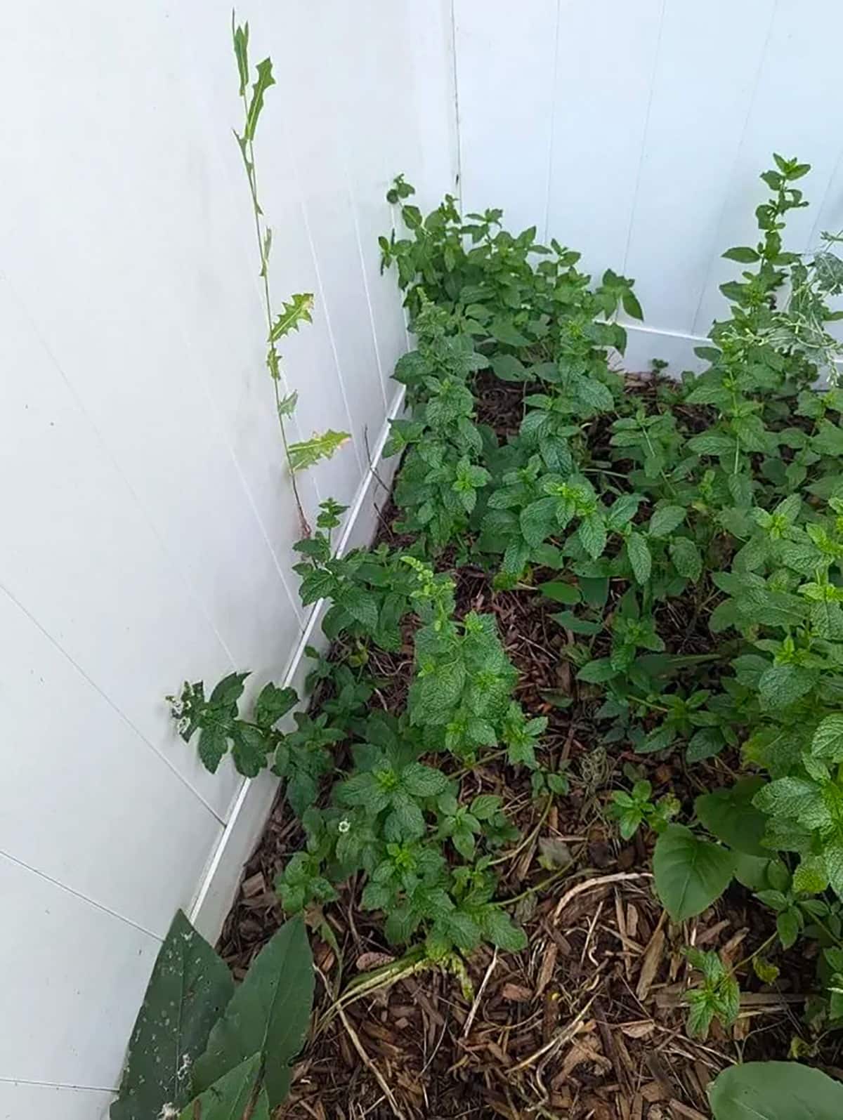 Nouveau Proprietaire Choque Decouverte Catastrophique Son Jardin Je Me Sens Piege 2 Nouveau Proprietaire Choque Decouverte Catastrophique Son Jardin Je Me Sens Piege 2