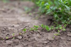 Propagation,of,mint,with,new,young,shoots,in,the,garden.