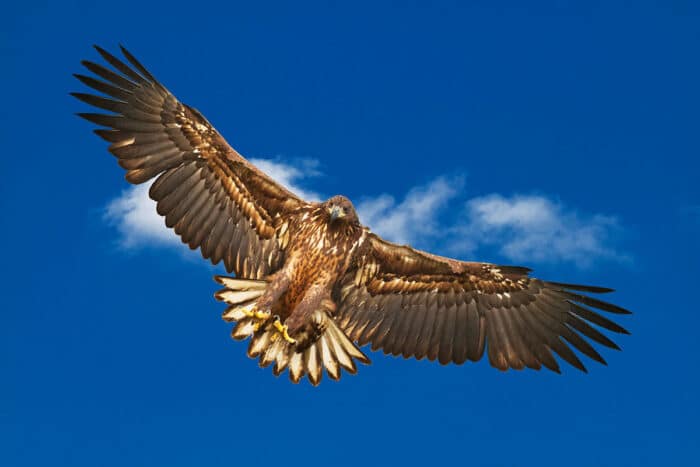 Un Vautour Fauve Fauche Par Une Eolienne Lincident Relance Le Debat