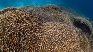 Le plus grand organisme corallien du monde : une découverte qui fait sensation