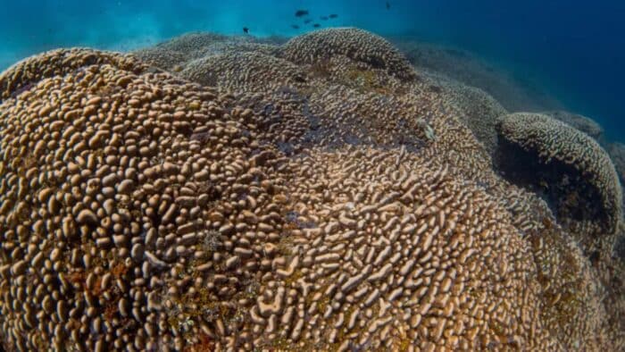 Le plus grand organisme corallien du monde : une découverte qui fait sensation