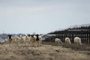 Pâturage solaire au Texas : une idée lumineuse qui change tout