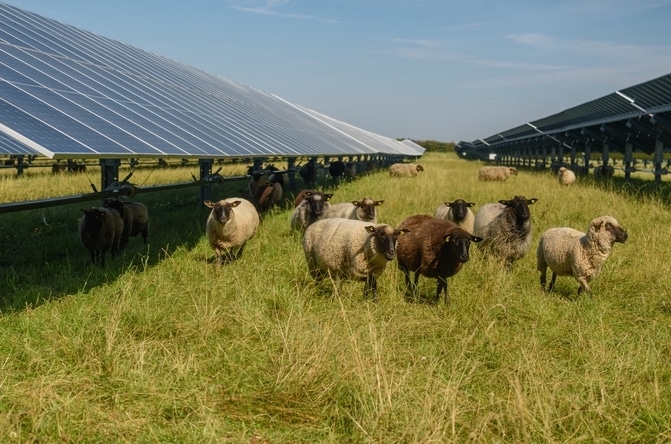Comment fonctionne l'agrivoltaïsme ?