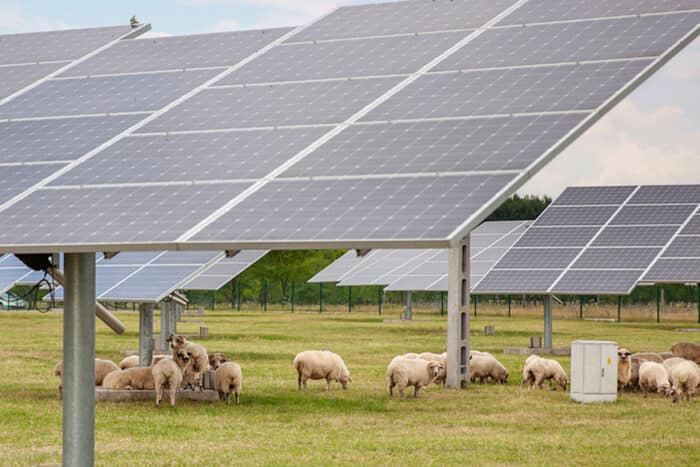 L'agrivoltaïque : la nouvelle donne en énergie et agriculture au Canada