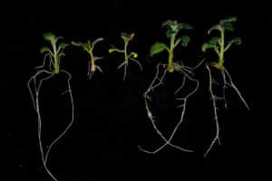 Des Scientifiques Stupefaits Par Les Resultats Dune Technique De Culture De Pommes De Terre Non Conventionnelle Une Strategie Prometteuse
