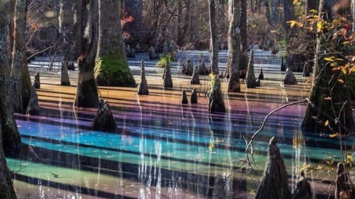 Un phénomène naturel rare et féérique au cœur du First Landing State Park