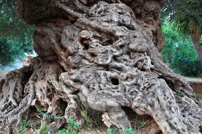 L'arbre d'olivier de Vouves : un témoin millénaire de l'histoire