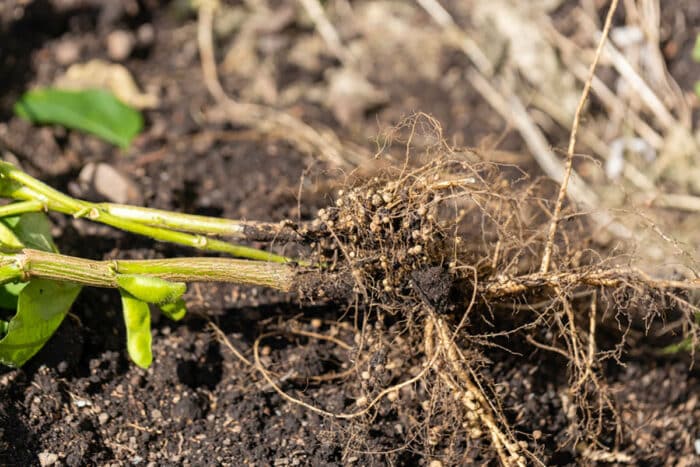 Une découverte génétique qui éclaire l'adaptation des plantes à la vie terrestre