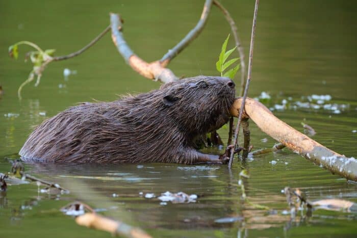 panne-delectricite-un-arbre-tombe-castor