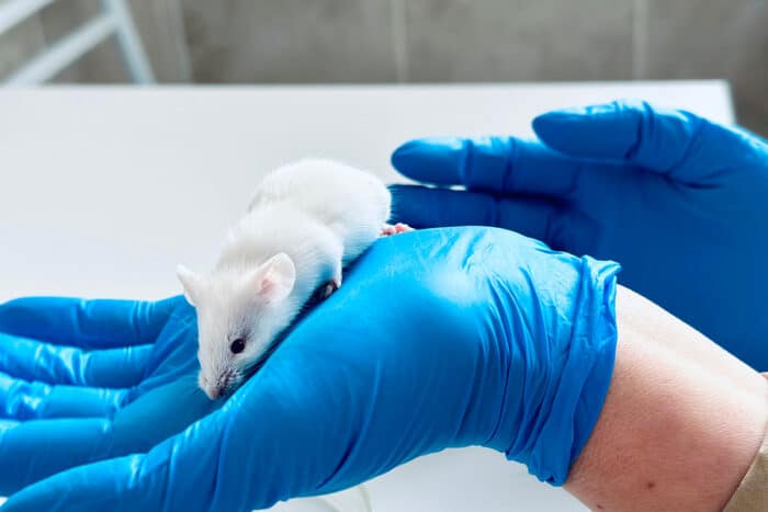 Des souris avec un gène humain révèlent des secrets sur l'évolution du langage