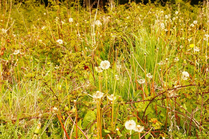Interdiction de brûler des déchets végétaux : une mesure pour protéger l'environnement
