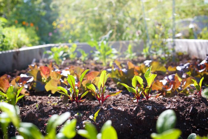 Les travaux de jardinage en avril : le mois qui met tout en place