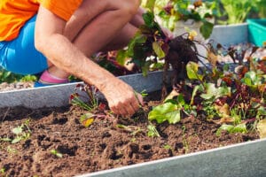 Le jardinage simplifié : cultivez votre potager sans prise de tête