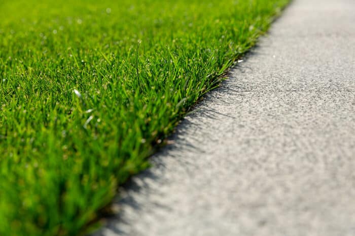 L'initiative "No Mow May" : une approche innovante pour la biodiversité