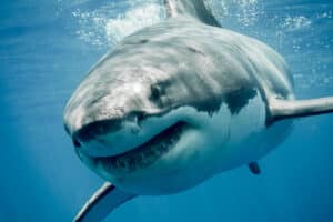 Une rencontre exceptionnelle avec un requin blanc de taille record