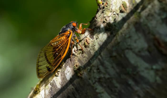 Une armée d’insectes refait surface après 17 ans