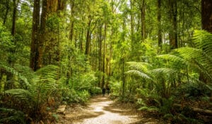 Déforestation à Bornéo : une forêt entière rasée pour des granules de bois