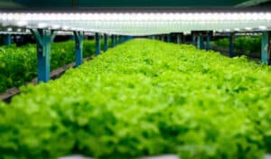 Innovation : cette ferme est gérée par des robots et l'intélligence artificielle