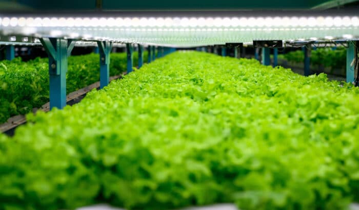 Innovation : cette ferme est gérée par des robots et l'intélligence artificielle