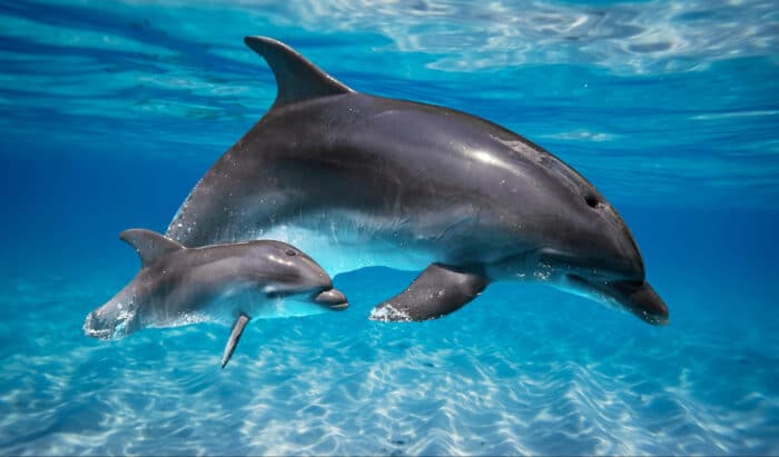 Digne d'un film de science fiction : cette IA peut communiquer avec les dauphins