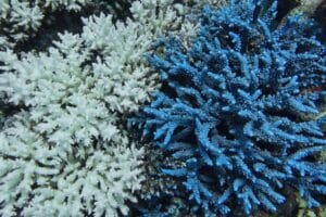 Coraux en « dépérissement » : le point de bascule est atteint