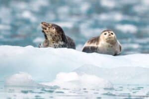 Arctique 2025 : l’année du basculement climatique selon la NOAA