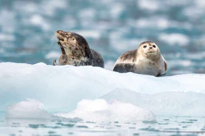Arctique 2025 : l’année du basculement climatique selon la NOAA