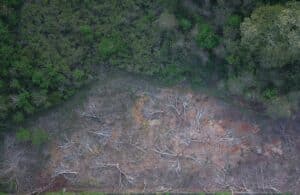 Sécheresse en Amazonie : l’impact ignoré de la déforestation massive