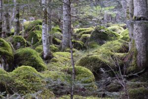 Foret Pourquoi Nature Dangereux