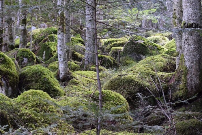 Foret Pourquoi Nature Dangereux