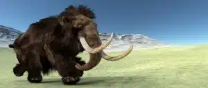 Les généticiens de Colossal promettent un bébé mammouth pour 2028 : le monde scientifique reste divisé