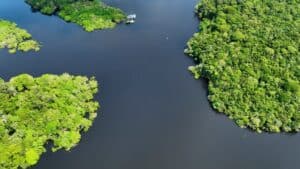 Forêt tropicale : la déforestation ralentit mais reste très préoccupante