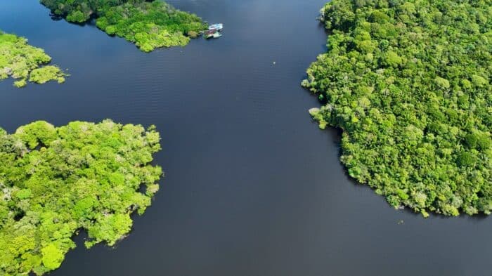 Forêt tropicale : la déforestation ralentit mais reste très préoccupante