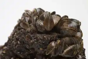 Ni pesticide ni filtre ne fonctionne : 200 000 dollars promis à quiconque trouvera comment arrêter ces moules avant qu'elles n'atteignent les pompes