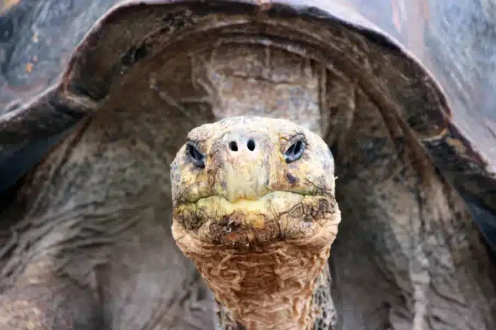 Ils ont planté des arbres dans le Sahara pendant des années sans succès : puis 500 tortues ont fait ce que personne n'osait espérer