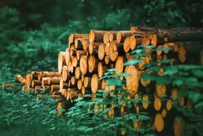 Pourquoi les Japonais récoltent du bois depuis 700 ans sans abattre un seul arbre : la technique du daisugi fascine les forestiers du monde entier